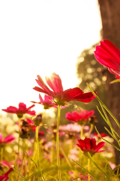 Flores de cosmos púrpura —  Fotos de Stock