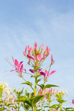 Cleome çiçek gökyüzü arka plan üzerinde