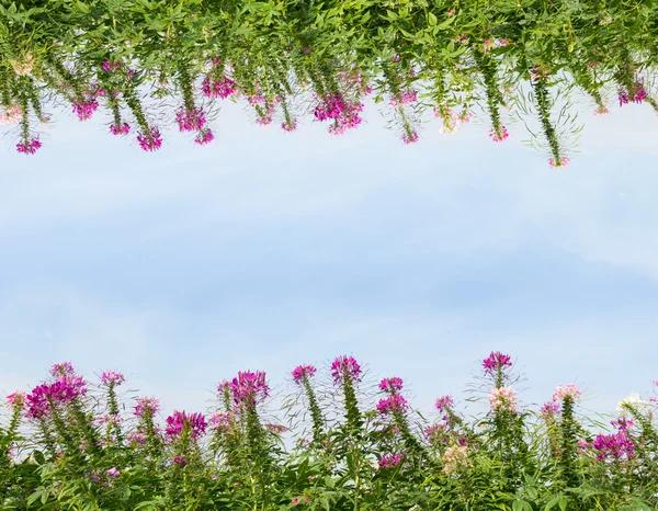 Cleome flor en el fondo del cielo — Foto de Stock