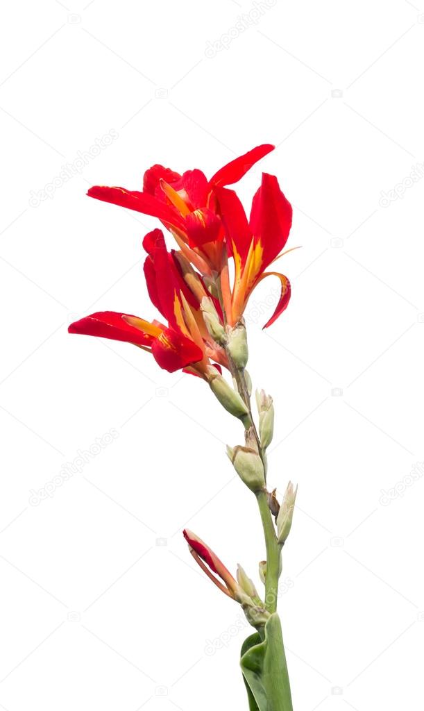 Canna Lily flower isolated on white background