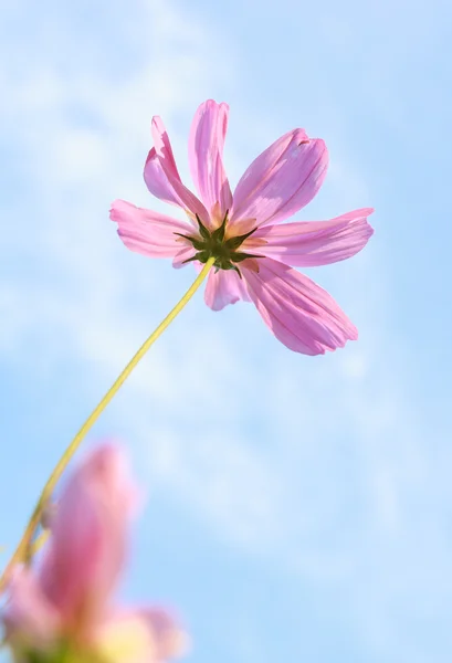 Rosa Kosmos Blume am Himmel — Stockfoto