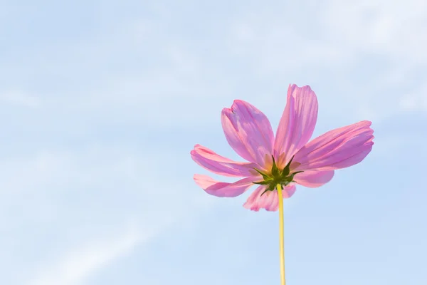 Cosmos ροζ λουλούδι — Φωτογραφία Αρχείου