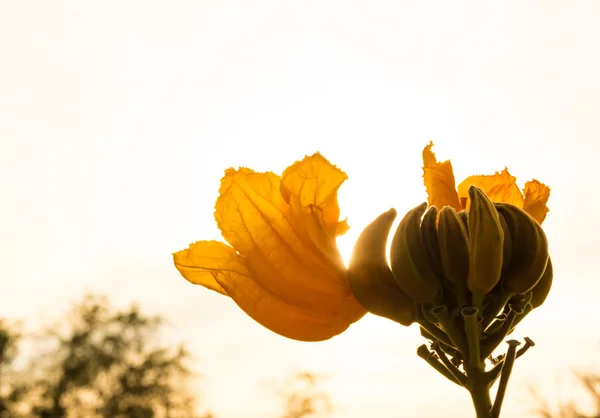 Blume des afrikanischen Tulpenbaums mit Sonnenlicht — Stockfoto