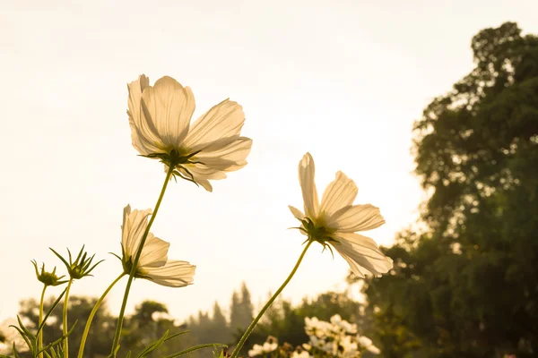 Weiße Kosmos-Blumen — Stockfoto