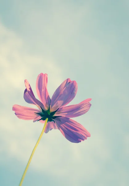 Cosmos Vintage Flor — Foto de Stock