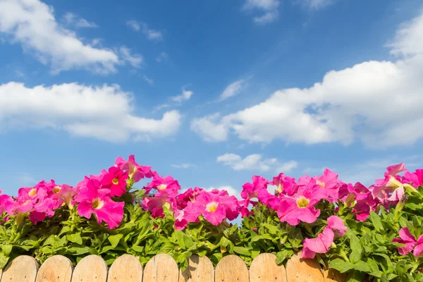 Rosa Petunienblume mit Wolke und Himmel Hintergrund — Stockfoto