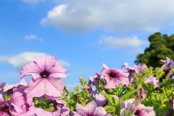 Lila Petunienblüten mit Himmelshintergrund — Stockfoto