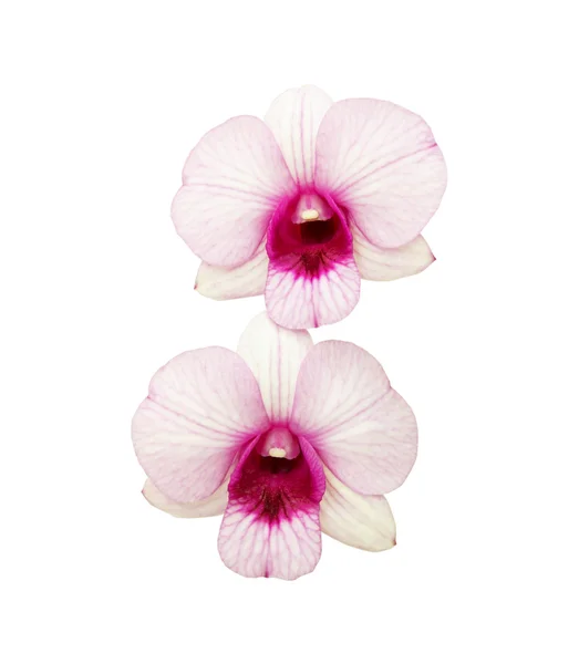 Pink orchid — Stock Photo, Image