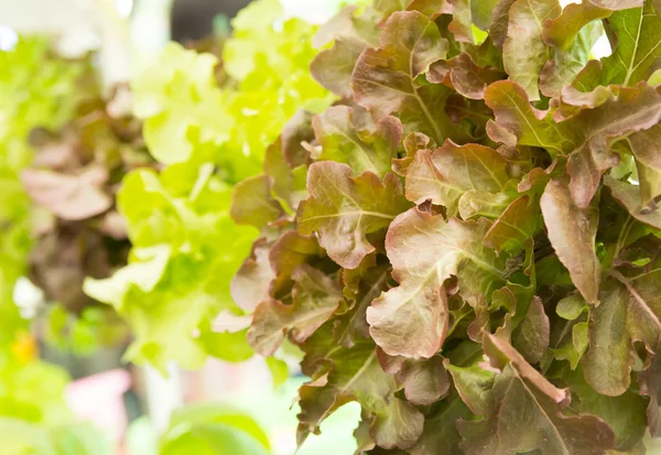 Lechuga de roble rojo — Foto de Stock