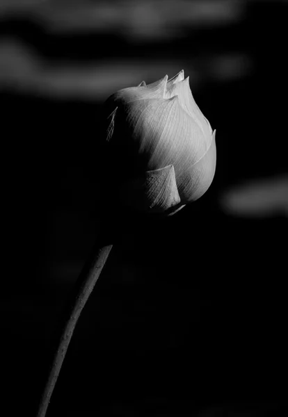 Чорно-біла квітка лотоса — стокове фото