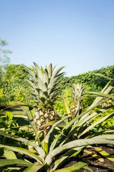 Ananas ağaç sabah — Stok fotoğraf