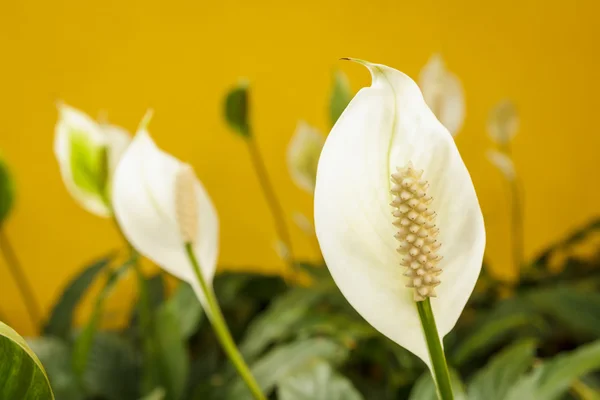 Bunga bunga lili perdamaian dengan latar belakang kuning — Stok Foto