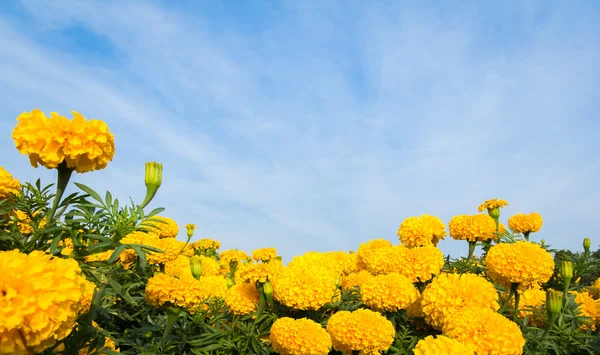 Gelbe Ringelblumen mit Himmel — Stockfoto