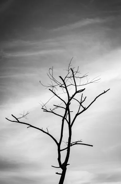 Black and white tree with sky — Stock Photo, Image