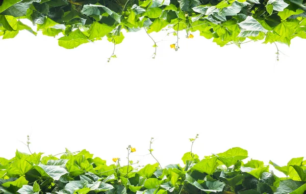 Green leaves frame  isolated on white background — Stock Photo, Image