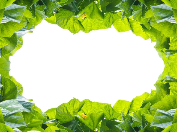 Marco de hojas verdes aislado sobre fondo blanco —  Fotos de Stock