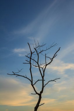 Ölü ağaçlar gökyüzü arka plan ile