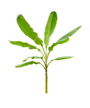 Beyaz arkaplanda izole edilmiş muz ağacı