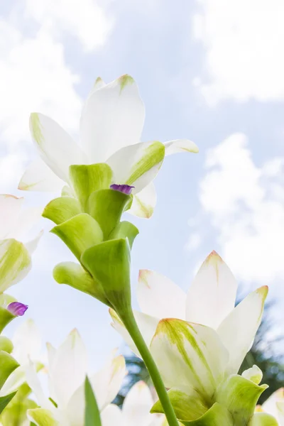 Flores de tulipán siam blanco —  Fotos de Stock