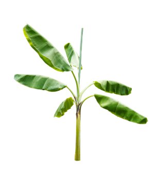 Beyaz arkaplanda izole edilmiş muz ağacı