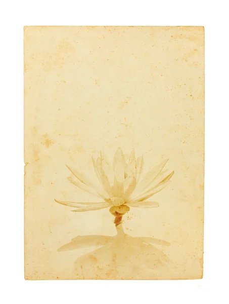 Kwiat lotosu na stary papier na białym tle — Zdjęcie stockowe