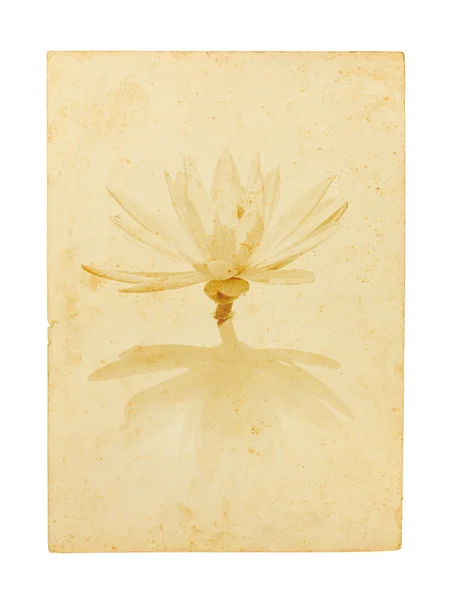 Floare de lotus pe hârtie veche izolată pe fundal alb — Fotografie, imagine de stoc