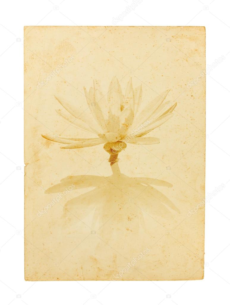lotus flower on old paper isolated on white background