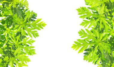 Papaya yaprak çerçeve 