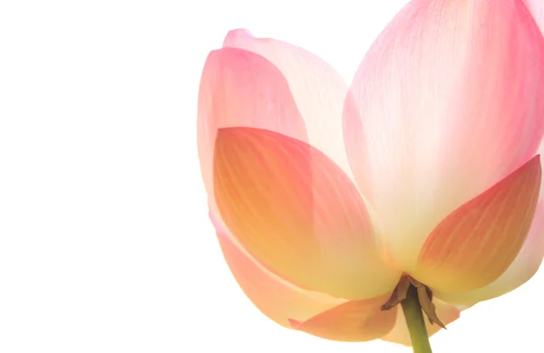 Close up van roze lotus geïsoleerd op wit — Stockfoto