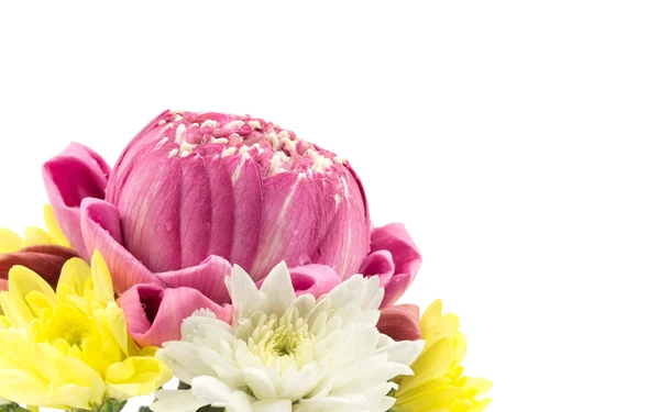 Primer plano de flor de loto rosa y crisantemo —  Fotos de Stock