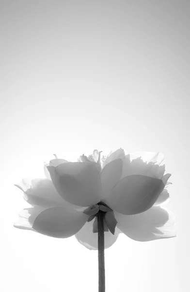 Lotus noir et blanc — Photo
