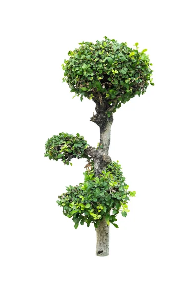 Dwarf tree isolated on white background — Stock Photo, Image