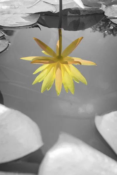 Κίτρινο lotus προβληματισμό σχετικά με μαύρο και άσπρο λίμνη — Φωτογραφία Αρχείου