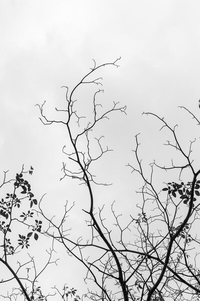 black and white of dry twigs
