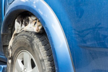 Tekerlekli araç üzerinde gözetleme kedi