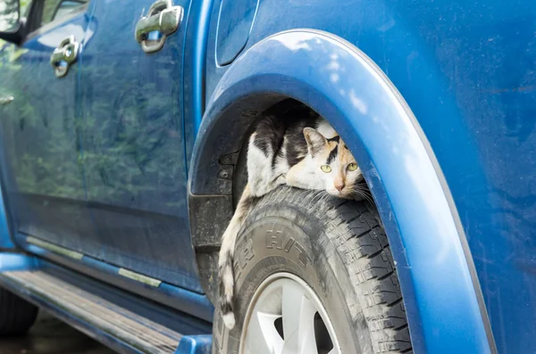 Tekerlekli araç üzerinde gözetleme kedi