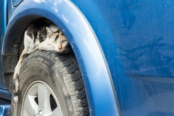 Gato espiando en rueda coche — Foto de Stock