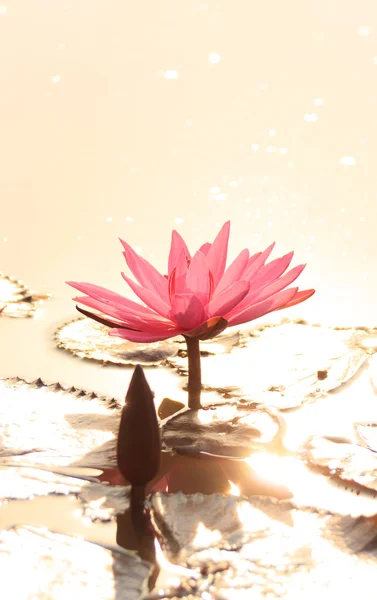 Rosafarbener Lotus im goldenen Sonnenlicht — Stockfoto