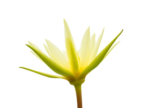 Primer plano loto amarillo aislado sobre fondo blanco — Foto de Stock
