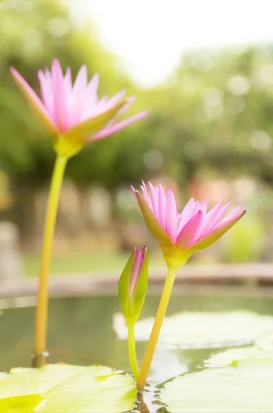 Flores de loto rosa flor —  Fotos de Stock