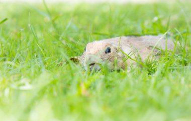 Çayır köpeği'ni çimenlerin üzerinde gözetleme