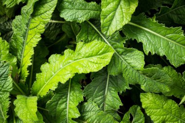 Dikenli yapraklı fil arka plan ayak