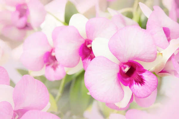 Beau fond d'orchidée rose — Photo