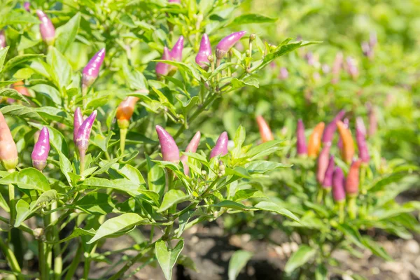 Ornamental pepper plant — Stock Photo, Image