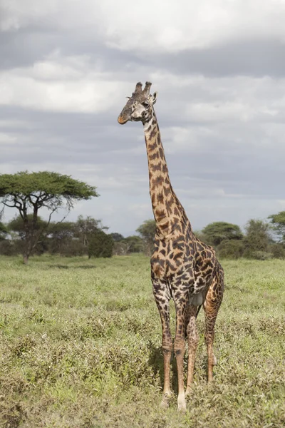 Ritratto di giraffa di toro africana — Foto Stock