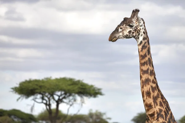 Afrika boğa zürafa portresi — Stok fotoğraf
