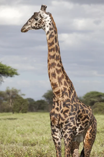 Retrato de jirafa toro africana — Foto de Stock