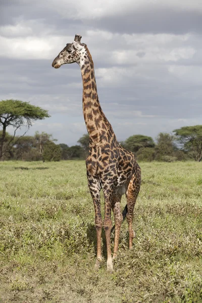 Portrait of african bull giraffe — Stock Photo, Image