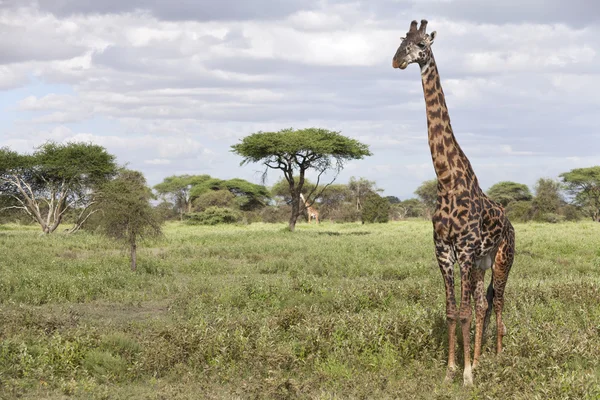 Retrato de jirafa toro africana — Foto de Stock
