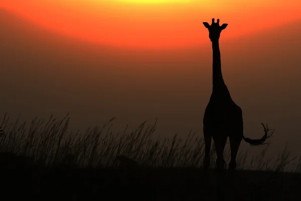 Jirafa africana al atardecer o al amanecer — Foto de Stock